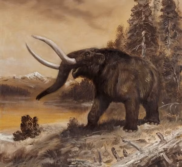 Voi răng mấu được cho là lần đầu tiên xuất hiện khoảng 4 triệu năm trước. Mặc dù khu vực sinh sống của chúng mở rộng trên một lãnh thổ lớn, nhưng voi răng mấu là phổ biến nhất trong các cánh rừng vân sam thưa thời kỳ băng hà ở miền đông Hoa Kỳ, cũng như trong các môi trường đầm lầy thấp ấm hơn.