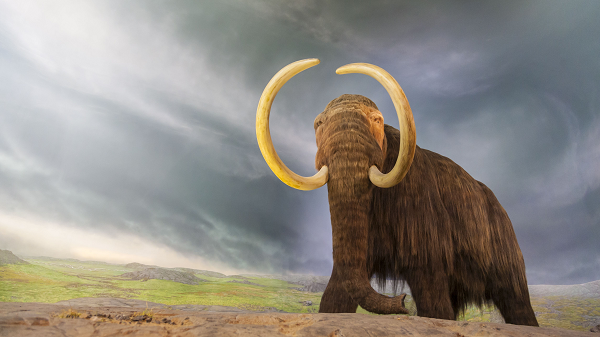 Voi răng mấu là các thành viên của chi tuyệt chủng Mammut của bộ Proboscidea và tạo thành họ Mammutidae. Chúng tương tự, nhưng khác biệt với voi ma mút lông xoắn.