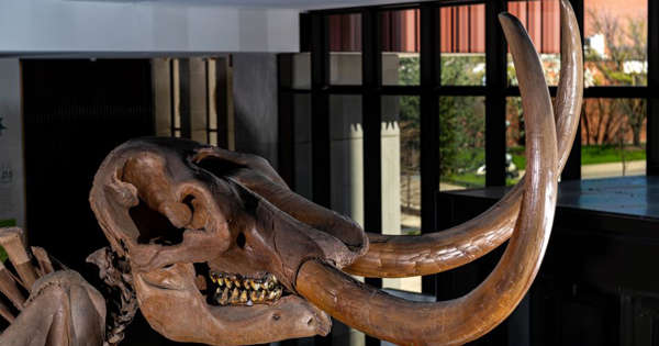 Tổng cộng 36 mẫu thuộc thời "vị thành niên" đã được phân lập từ bộ hài cốt, cùng 30 mẫu của thời trưởng thành. Tỉ lệ đồng vị strontium trong ngà cung cấp dấu vết địa lý trùng khớp với các vị trí cụ thể trên bản đồ nước Mỹ, trong khi giá trị đồng vị oxy cho thấy sự dao động thời tiết theo mùa.