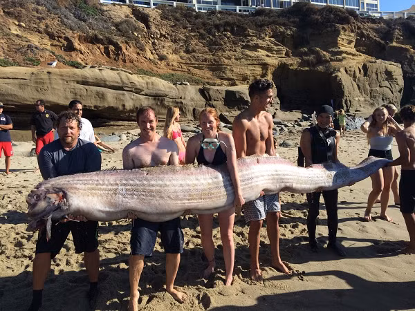 Ngày 20/10/2013, những người đi câu bắt được một con cá oarfish dài 5 mét trên bãi biển Đài Đông. Vào ngày 31/10, một trận động đất mạnh 6,3 độ richter cũng đã xảy ra ở Hoa Liên.