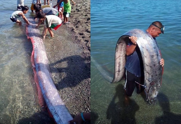 Vì vậy người dân không cần quá lo lắng. Môi trường sống của cá oarfish thường ở độ sâu dưới 1km trong các vùng biển nước ấm hoặc mát của Thái Bình Dương, Đại Tây Dương và Ấn Độ Dương. Theo các nhà khoa học, cá mái chèo là loài săn mồi, nhưng không gây nguy hiểm cho người.
