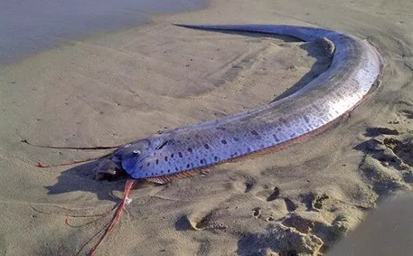 Sau khi đưa được " quái ngư" lên bờ và quan sát kỹ lưỡng hơn, anh Lin phát hiện ra đây chính là loài cá đai vua hay còn gọi là cá mái chèo, cá động đất.