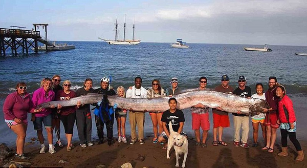 Ngày 31/5/2013, một con cá oarfish dài 4,1m cũng dạt vào bờ biển Đài Đông. Một trận động đất với cường độ 6,3 độ richter đã xảy ra ở Nam Đầu vào ngày 2/6.