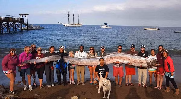 Ngày 31/5/2013, một con cá oarfish dài 4,1m cũng dạt vào bờ biển Đài Đông. Một trận động đất với cường độ 6,3 độ richter đã xảy ra ở Nam Đầu vào ngày 2/6.