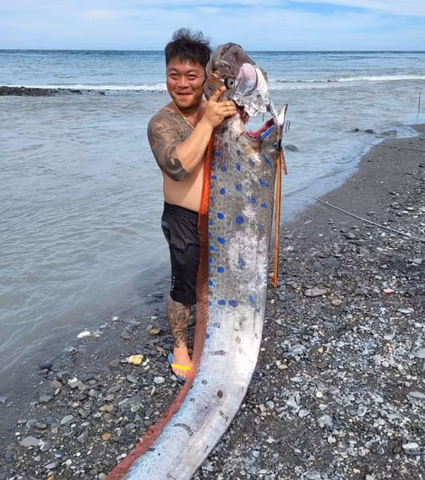 Oarfish có ngoại hình giống như sợi ruy-băng, phần thân ngang khá mỏng cùng vây lưng chạy dọc theo toàn bộ chiều dài thân. Chính bởi chiều dài 'khủng' cùng phần vây đỏ đặc biệt nên nhiều người gọi loài cá này là rắn biển khổng lồ, hay "rồng biển".