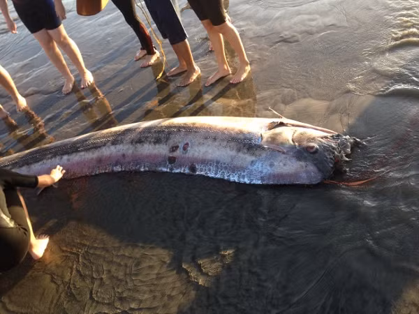 Cá khổng lồ Oarfish là loài sống lâu đời nhất được biết đến trong các loài cá có xương, có chiều dài lên tới 17m và có thể nặng tới 270kg.