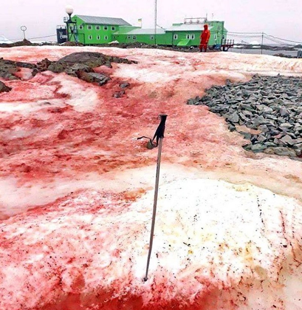 Trong một nghiên cứu được công bố trên tạp chí Frontiers in Plant Science, nhóm nghiên cứu đến từ Pháp đã mô tả hiện tượng này là do tảo nở hoa và là “dấu hiệu tiềm ẩn của biến đổi khí hậu”, làm gia tăng lượng khí CO2.