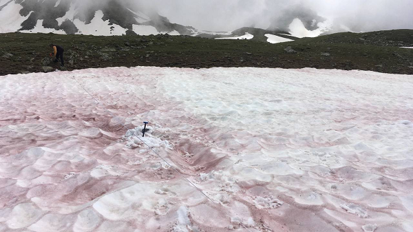 Một nghiên cứu trước đây cho thấy, cũng vì hiện tượng tuyết chảy máu, dãy núi Alps ở châu Âu đã nóng lên 2 độ C so với nhiệt độ thời kỳ tiền công nghiệp, nhanh hơn mức trung bình toàn cầu.