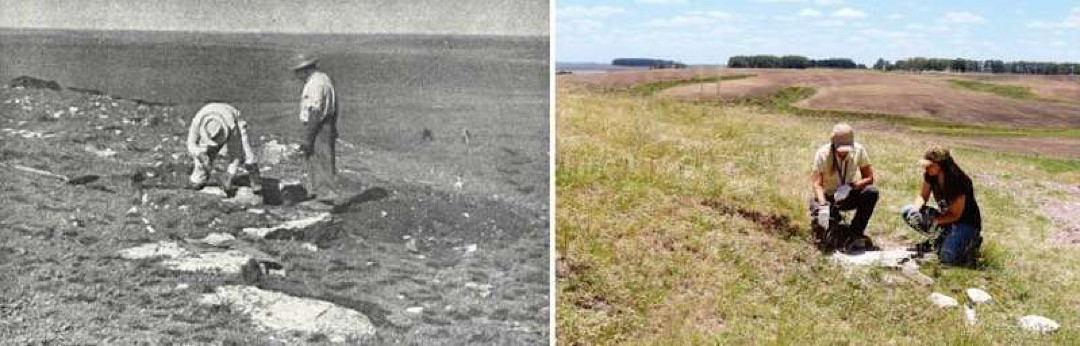 Sau khi khai quật, các nhà khoa học đã tìm thấy hơn 100 hóa thạch chủ yếu là thực vật cùng với một số loài cá và động vật thân mềm. Trong đó, một số loài thực vật là tổ tiên của các loài cây lá kim và dương xỉ ngày nay.