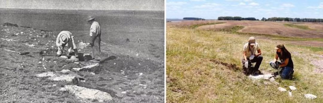 Sau khi khai quật, các nhà khoa học đã tìm thấy hơn 100 hóa thạch chủ yếu là thực vật cùng với một số loài cá và động vật thân mềm. Trong đó, một số loài thực vật là tổ tiên của các loài cây lá kim và dương xỉ ngày nay.