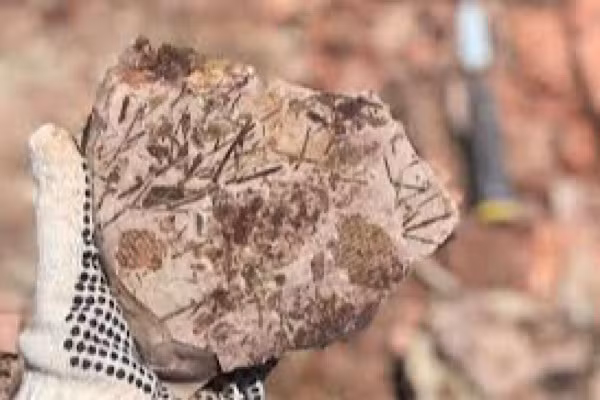 70 năm sau, năm 2021, một nhóm các nhà nghiên cứu từ Đại học Vale do Taquari ở Rio Grande do Sulmới tìm lại được vị trí bị mất. Vì vậy năm nay, họ bắt đầu nghiên cứu trở lại.