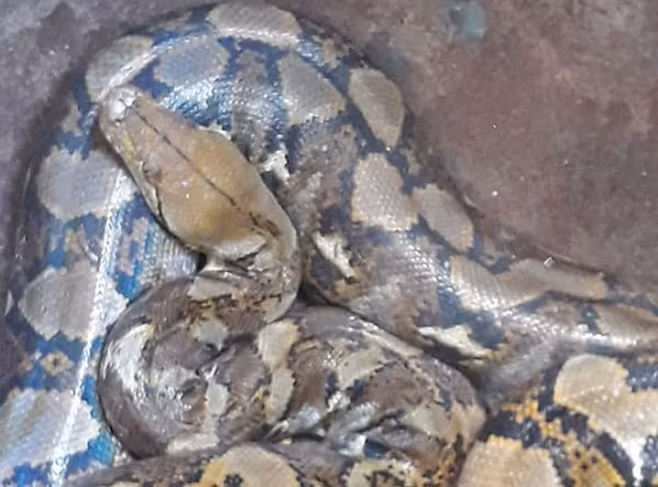 Loài động vật này thường có 2 sợi râu dài, có chứa một loại dịch đặc sệt có màu trắng đục.