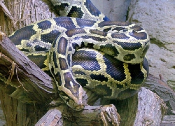 Sở dĩ nó được gọi là con nưa 9 mũi do chúng có 9 mũi, chính xác là chúng có 2 mũi chính cùng 7 mũi phụ.