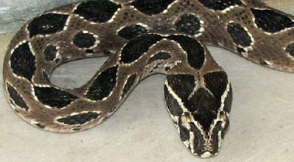 Dịch này cũng chính là một loại độc của con nưa 9 mũi, khá giống với mủ cóc. Loại độc này vốn dĩ bảo vệ loài nưa khi chúng bị tấn công và bắt mồi.