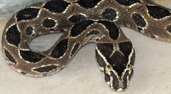 Dịch này cũng chính là một loại độc của con nưa 9 mũi, khá giống với mủ cóc. Loại độc này vốn dĩ bảo vệ loài nưa khi chúng bị tấn công và bắt mồi.