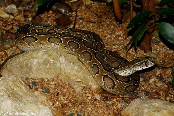 Ăn thịt Nưa có thể bị co giật, rối loạn nhịp tim, đau cơ, nôn ói và nặng có thể bị suy thận, ảnh hưởng đến tính mạng.