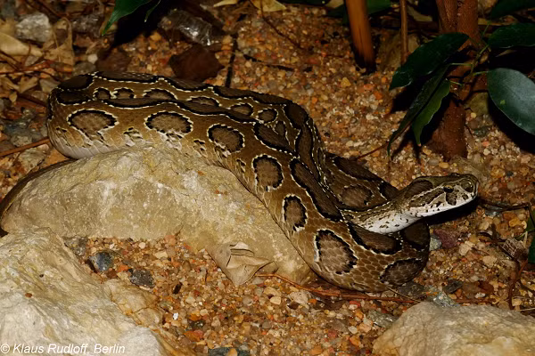 Ăn thịt Nưa có thể bị co giật, rối loạn nhịp tim, đau cơ, nôn ói và nặng có thể bị suy thận, ảnh hưởng đến tính mạng.