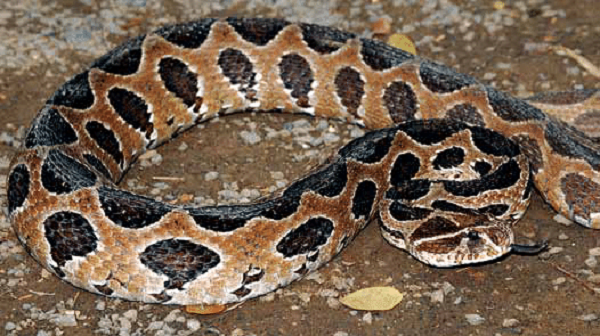 Nưa 9 mũi được đánh giá là một loài cực độc. Nọc độc không chỉ trong răng của chúng mà còn có cả trên râu và nội tạng. Độc của Nưa có thể khiến nạn nhân xuất huyết máu và ngừng hoạt động của tuyến yên, dẫn đến tử vong.