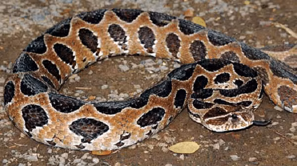 Nưa 9 mũi được đánh giá là một loài cực độc. Nọc độc không chỉ trong răng của chúng mà còn có cả trên râu và nội tạng. Độc của Nưa có thể khiến nạn nhân xuất huyết máu và ngừng hoạt động của tuyến yên, dẫn đến tử vong.