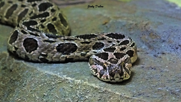 Ngoài ra, chất độc ấy cũng có thể khiến ngực nạn nhân biến mất, lông trên các bộ phận rụng, cơ bắp mềm nhũn và điều này dẫn đến việc nạn nhân bị biến thành một đứa trẻ trước tuổi dậy thì.