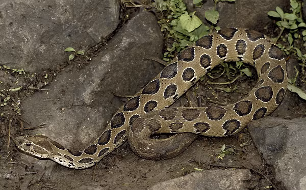 Tiết và mật trăn đều không độc nhưng tiết và mật Nưa lại tuyệt đối không được ăn. Người bị cắn nếu không được chữa trị vết thương sẽ sưng phù và nhiễm trùng.