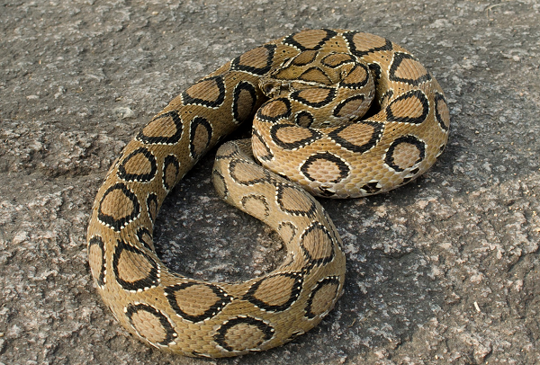 Nưa có mùi rất hôi như xác chết lâu ngày, đứng xa cả chục mét vẫn nhận ra. Độc của Nưa rất nguy hiểm. Có thông tin cho rằng, để chữa được chỉ có cách chế bộ da Nưa làm thuốc giải độc. Tuy nhiên, thông tin này cũng chưa được kiểm chứng rõ ràng.