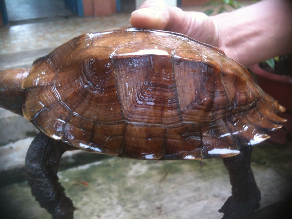 Rùa sa nhân được biết đến là một trong những cá thể rùa có kích thước trung bình trong các loài rùa cạn và rùa nước ngọt khác ở Việt Nam. Loài rùa này cùng với rùa núi viền, rùa núi nâu là những loài rùa rất quý hiếm và đang bị đe dọa.