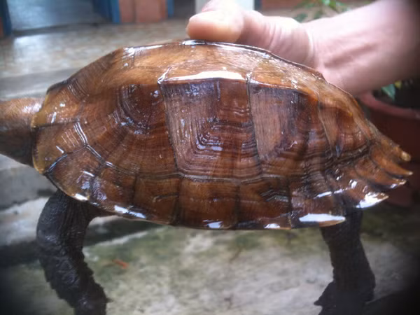 Rùa sa nhân được biết đến là một trong những cá thể rùa có kích thước trung bình trong các loài rùa cạn và rùa nước ngọt khác ở Việt Nam. Loài rùa này cùng với rùa núi viền, rùa núi nâu là những loài rùa rất quý hiếm và đang bị đe dọa.