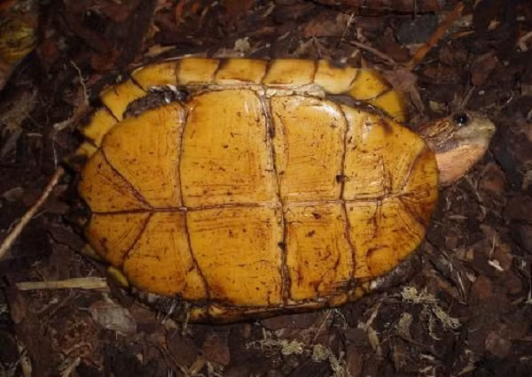 Rùa sa nhân thường sống trong rừng còn tốt, thường ẩn mình dưới các lớp lá mục, cỏ khô, gỗ mục. Chúng thường giao phối và kiếm ăn vào mùa xuân, hè khi nhiệt độ ấm áp. Đến mùa đông khi nhiệt độ xuống thấp chúng sẽ ngủ đông.