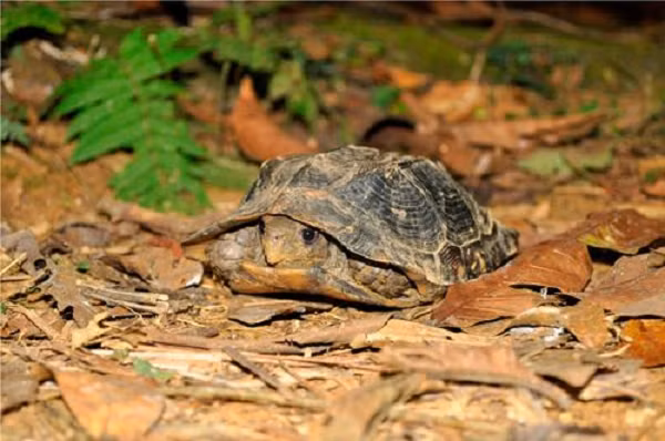 Kích thước của loài rùa này khi trưởng thành thường từ 145 – 180mm. Kích thước dài nhất mà rùa sa nhân có thể đạt được là khoảng 205mm. Trọng lượng: Với những cá thể rùa sa nhân trường thành nặng từ 500 – 1kg. Trọng lượng lớn nhất có thể lên tới 1,3kg.