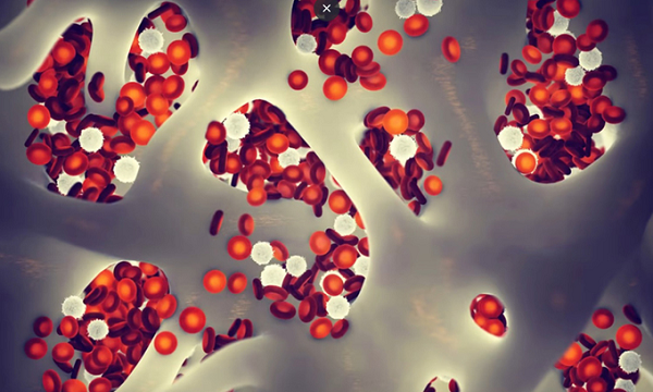 Ngược lại, việc tiêm máu trẻ vào chuột già có thể “trẻ hóa” các tế bào gốc trưởng thành của chúng và các tế bào Soma xung quanh. Nhóm nghiên cứu xác định rằng tế bào gốc tạo máu và tế bào (HSPC) là một trong những loại tế bào nhạy cảm nhất với máu của chuột còn trẻ.