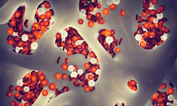 Ngược lại, việc tiêm máu trẻ vào chuột già có thể “trẻ hóa” các tế bào gốc trưởng thành của chúng và các tế bào Soma xung quanh. Nhóm nghiên cứu xác định rằng tế bào gốc tạo máu và tế bào (HSPC) là một trong những loại tế bào nhạy cảm nhất với máu của chuột còn trẻ.