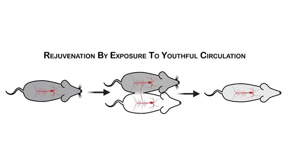 Theo Ma, nghiên cứu mới nhằm tìm ra bằng chứng khoa học và trả lời câu hỏi làm thế nào máu trẻ kích hoạt phản ứng trong các tế bào già.