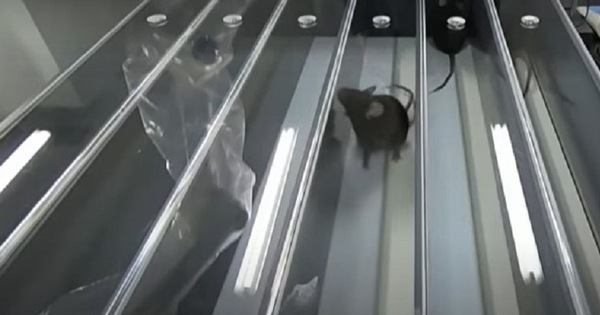 Nghiên cứu mới, do các nhà nghiên cứu từ Viện Khoa học Trung Quốc thực hiện đã phát hiện ra bí quyết "ma cà rồng", đó là việc tiếp xúc với máu của chuột già có thể đẩy nhanh quá trình lão hóa của các cơ quan và các loại tế bào ở chuột còn trẻ.