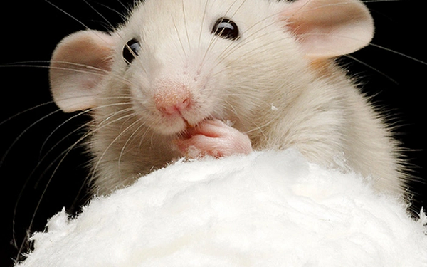 Trong nghiên cứu mới, nhóm chuyên gia Trung Quốc đã phân lập và so sánh hơn 164.000 tế bào đơn lẻ ở 7 cơ quan trong 5 năm để xác định cơ chế khiến kỹ thuật Heterochronic parabiosis ảnh hưởng đến quá trình lão hóa và trẻ hóa.