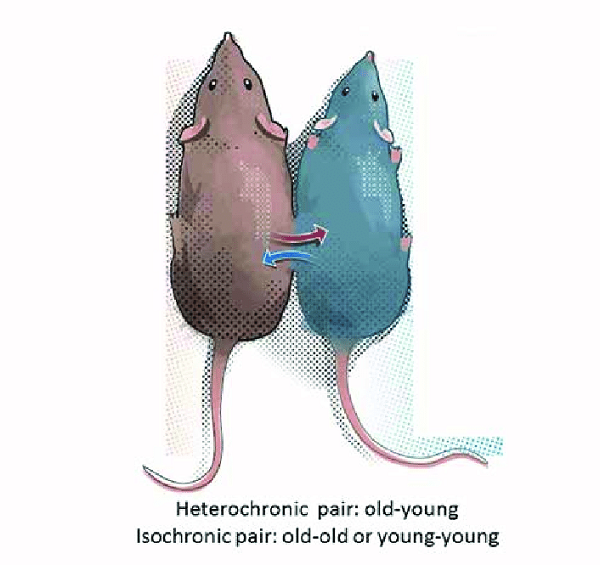 Trước đó, các nhà khoa học đã thể hiện sự quan tâm đến các đặc tính chống lão hóa của máu trẻ ít nhất từ cuối những năm 1950, khi nghiên cứu đầu tiên về vấn đề này được công bố và cho thấy sự quan tâm ngày càng tăng kể từ đầu những năm 2000.