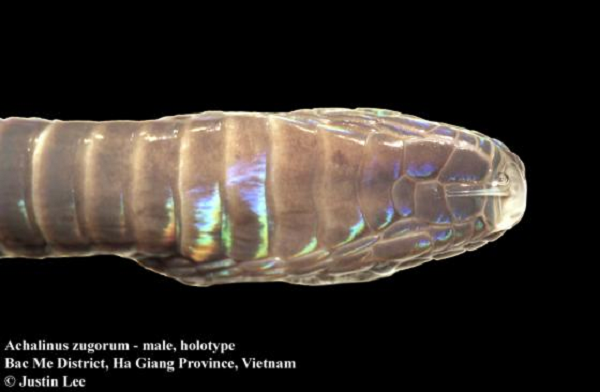 Nhóm nghiên cứu đặt tên cho loài rắn mới là Achalinus zugorum nhằm vinh danh người quản lý bò sát và động vật lưỡng cư đã nghỉ hưu ở Smithsonian.