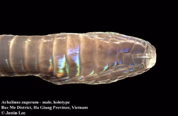 Nhóm nghiên cứu đặt tên cho loài rắn mới là Achalinus zugorum nhằm vinh danh người quản lý bò sát và động vật lưỡng cư đã nghỉ hưu ở Smithsonian.