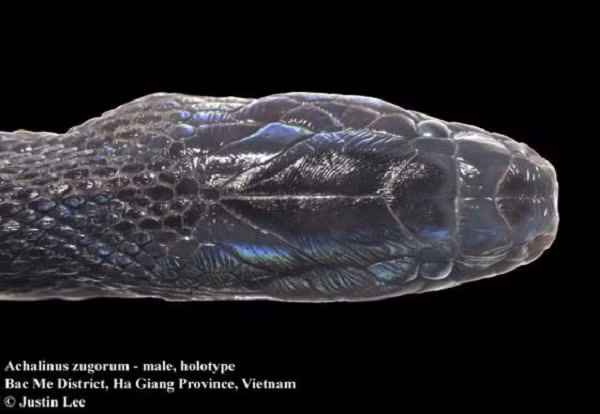 Nhóm chuyên gia xác định, con rắn mới được phát hiện là một loài thuộc giống Achalinus quý hiếm, còn được gọi là "rắn vảy kỳ lạ". Loài này không có cơ quan thụ thể ánh sáng trong mắt, cho thấy nó đào hang dưới lòng đất hoặc sống bên dưới lá cây.