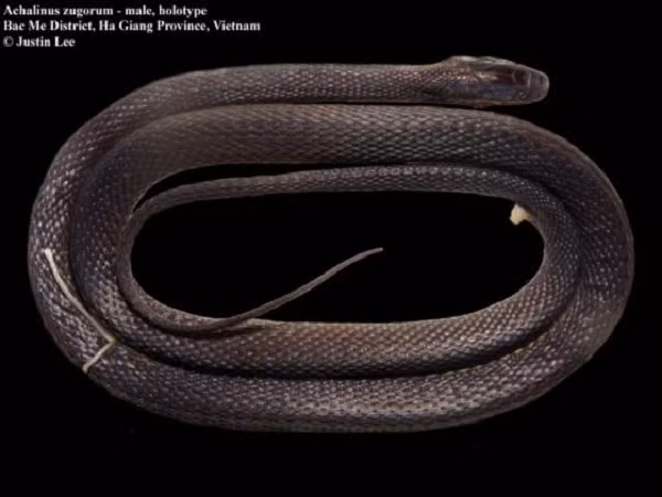 Vào năm 2019, nhóm nghiên cứu Việt Nam và Mỹ đã tình cờ bắt gặp một loài rắn mới được mô tả là tuyệt đẹp tại vùng địa hình karst ẩn hiện giữa hệ thống sông, vịnh và thung lũng ở miền Bắc nước ta.