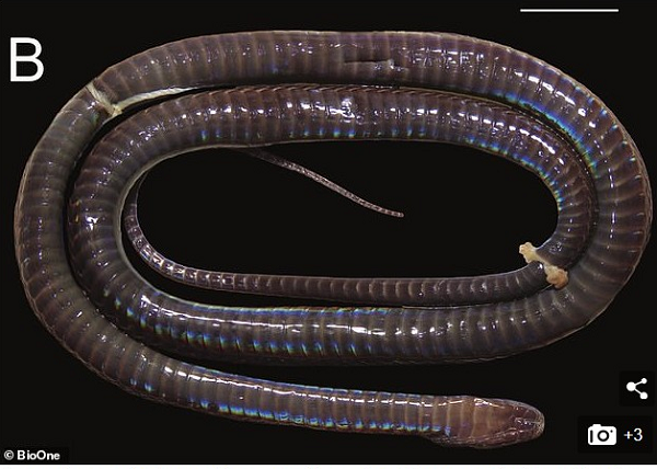 Họ Achalinus phân nhánh từ cây tiến hóa sớm hơn các nhóm khác, nghĩa là chúng có hình dáng và hành vi khác nhiều loài rắn. Viện Smithsonian cho biết, mẫu vật ở Hà Giang cung cấp thêm cái nhìn sâu sắc về sự phát sinh loài của Achalinus.
