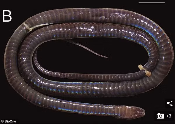 Họ Achalinus phân nhánh từ cây tiến hóa sớm hơn các nhóm khác, nghĩa là chúng có hình dáng và hành vi khác nhiều loài rắn. Viện Smithsonian cho biết, mẫu vật ở Hà Giang cung cấp thêm cái nhìn sâu sắc về sự phát sinh loài của Achalinus.