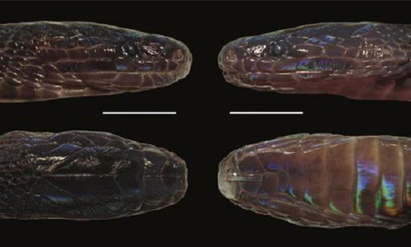 Vảy của nó khá nhỏ, gồ ghề và có họa tiết lạ mắt. Ban đầu, các nhà khoa học không biết nó thuộc loài nào, nhưng họ mau chóng nhận ra đây là loài rắn chưa từng được phát hiện.