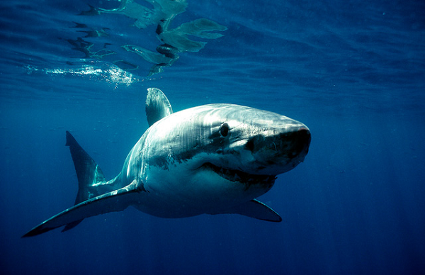 Giá trị của tỉ lệ đồng vị kẽm càng thấp, sinh vật có có mức dinh dưỡng càng cao, tức vị trí trong chuỗi thức ăn càng cao.