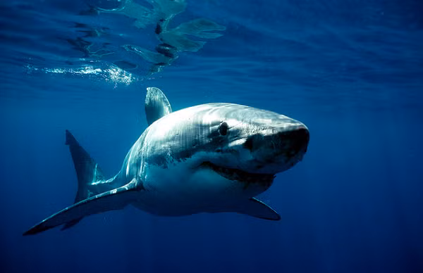 Giá trị của tỉ lệ đồng vị kẽm càng thấp, sinh vật có có mức dinh dưỡng càng cao, tức vị trí trong chuỗi thức ăn càng cao.