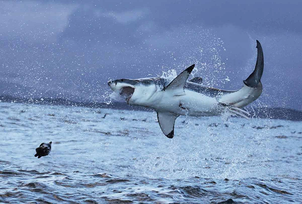 Cá mập trắng thuộc họ cá mập "máu nóng" được gọi là Lamnidae, hoặc cá mập cá thu, có thể duy trì nhiệt độ bên trong cơ thể ấm hơn môi trường bên ngoài - không giống như các loài cá mập "máu lạnh" khác.