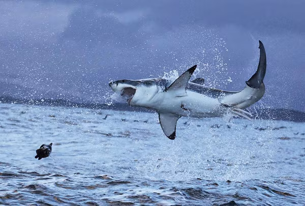 Cá mập trắng thuộc họ cá mập "máu nóng" được gọi là Lamnidae, hoặc cá mập cá thu, có thể duy trì nhiệt độ bên trong cơ thể ấm hơn môi trường bên ngoài - không giống như các loài cá mập "máu lạnh" khác.