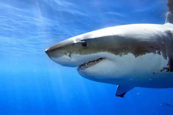 Một tiết lộ đáng sợ nữa là Carcharodon carcharia vẫn còn sống cho đến ngày nay. Chúng ta gọi nó với một cái tên thông dụng hơn là "Great White Shark" - "cá mập trắng khổng lồ".