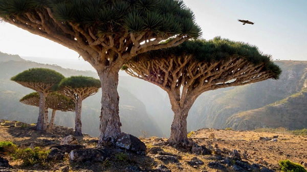 Hòn đảo Socotra ngoài khơi Yemen là nơi duy nhất trên thế giới có những cây huyết rồng cổ xưa. Cây có tán giống như chiếc ô và nhựa màu đỏ như máu, ngày nay được dùng làm thuốc nhuộm và màu vẽ.