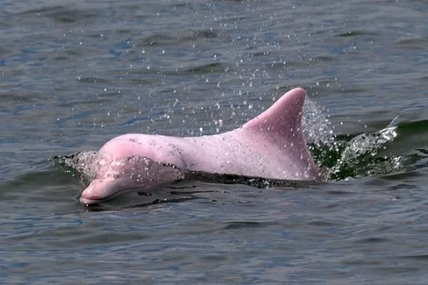 Trước đây, đã có nhiều lần ngư dân Việt Nam bắt gặp cá heo dạo chơi vùng biển nước ta. Ngày 21/8/2021, người dùng MXH tại Việt Nam được phen xôn xao trước video ghi lại cảnh một chú cá heo có màu hồng kỳ lạ tung tăng bơi lội tại bãi biển Đồ Sơn, Hải Phòng.